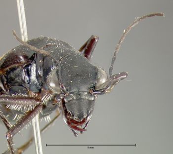Media type: image;   Entomology 23593 Aspect: head frontal view